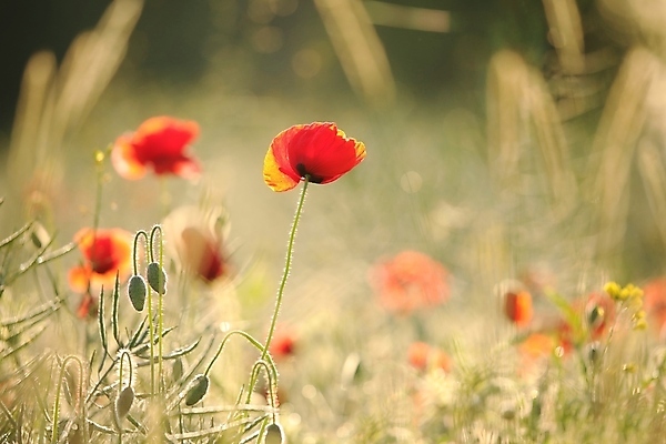포토 JPG 해외이미지 식물 계절 꽃잎 꽃 줄기 백그라운드 꽃무늬 밭 농업 자연 아침 사람없음 야외 빨간색 컬러풀 햇빛 태양 뷰티 일출 환경 일몰 봄 새벽 활발 들꽃 성장 벚꽃 시골 신선 개화 밀 묘사 꽃가루 양귀비 내추럴 해외포토 주간 자연요소 산업 컬러 컨셉 무늬 곡류 노을 가루 생태계 파일형식 이미지허브