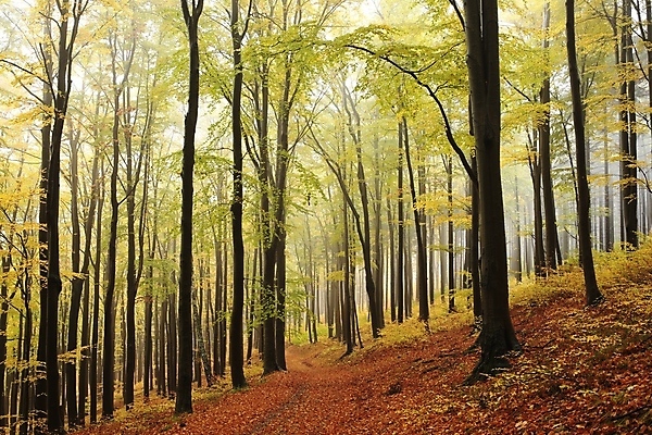 포토 JPG 해외이미지 나무 계절 공원 길 여행 백그라운드 낙엽 잎 자국 자연 날씨 사람없음 야외 초록색 노란색 평화 활발 하이킹 안개 나뭇가지 시골 황금 숲 신비 오솔길 공상 마법 10월 내추럴 방법 뿌연 해외포토 식물 공공시설 컬러 컨셉 레저 날짜 생태계 파일형식 이미지허브