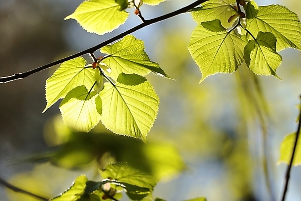 포토 JPG 해외이미지 나무 식물 계절 공원 백그라운드 십자가 낙엽 잎 자연 새로움 풍경 사람없음 야외 초록색 빛 컬러풀 햇빛 태양 뷰티 환경 봄 활발 나뭇가지 신선 숲 싱글 유기농 라임 내추럴 강렬 해외포토 자연요소 웰빙 공공시설 컬러 컨셉 과일 생태계 파일형식 이미지허브