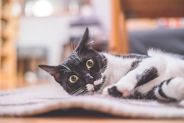 포토 JPG 해외이미지 동물 한마리 응시 컨셉 아침 휴식 짧은머리 주택 실내 사람없음 반려동물 쌓기 귀여움 검은색 고양이 흰색 잠 닫기 달콤 소프트포커스 모피 부드러움 위치 얼룩무늬 솜털 해외포토 주간 1 헤어스타일 시선 컬러 무늬 포유류 모션 촬영기법 내부 건물 감각 맛 파일형식 이미지허브