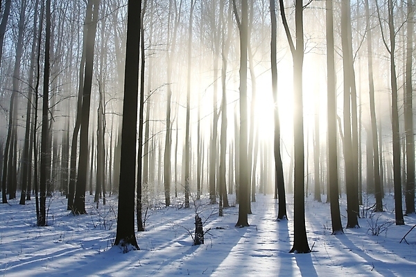 포토 JPG 해외이미지 나무 계절 공원 길 백그라운드 겨울 자국 자연 날씨 사람없음 빛 햇빛 태양 일출 환경 맑음 침묵 일몰 새벽 하이킹 추위 안개 광선 나뭇가지 소나무 숲 신비 오솔길 12월 서리 침엽수 마법 뿌연 삼림지대 눈내림 가문비나무 해외포토 자연요소 식물 공공시설 컨셉 레저 눈_날씨 노을 소리 날짜 생태계 파일형식 이미지허브
