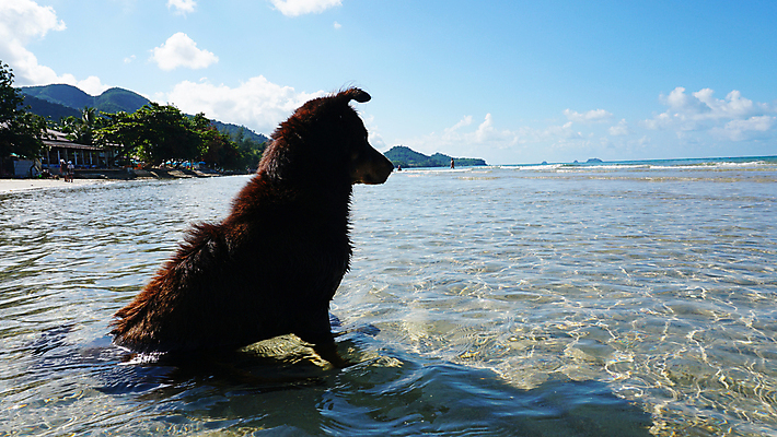 포토 JPG 해외이미지 동물 구름 1 행복 파도 바다 섬 여행 신체 포유류 태국 자연 하늘 휴가 휴식 사람 앉기 사람없음 야외 물 여름 파란색 반려동물 검은색 수영 자유 관찰 개 선탠 시원함 스마트 해외포토 자연요소 계절 감정 아시아 컬러 컨셉 모션 수상스포츠 생태계 파일형식 이미지허브