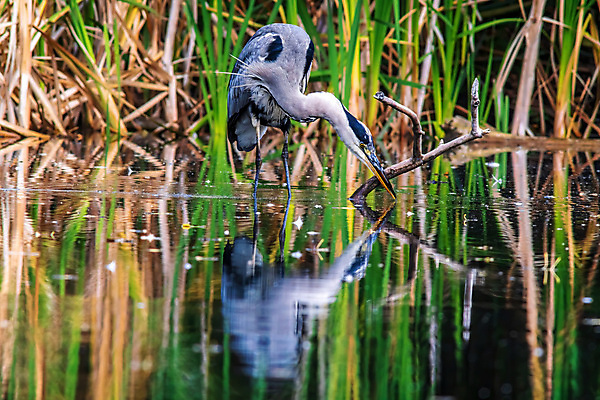 포토 JPG 해외이미지 동물 유럽 호수 야생동물 바다 날개 자연 조류 낚시 어류 서기 사람없음 야외 물 파란색 강 머리 회색 흰색 연못 황무지 습지 큼 왜가리 깃털 부리 목 내추럴 고립 동물상 해외포토 자연요소 나라 컬러 모션 레저 신체부위 조형물 수중동물 크기 생태계 파일형식 이미지허브