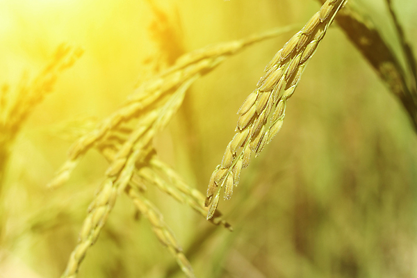 포토 JPG 해외이미지 식물 손 계절 아시아 음식 백그라운드 잎 농업 태국 자연 하늘 밥 아침 따뜻함 건강 동양인 사람없음 초록색 파란색 햇빛 농장 농경지 수확 성장 시골 신선 농부 낟알 유기농 내추럴 논밭 밭일 숙성 해외포토 주간 직업 웰빙 나라 산업 컬러 밭 논 인종 신체부위 태양 생태계 파일형식 이미지허브