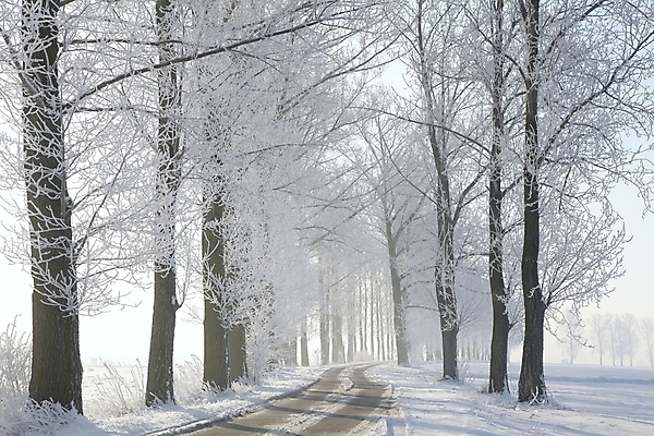 포토 JPG 해외이미지 나무 계절 공원 도로 길 여행 백그라운드 크리스마스 겨울 자연 아침 날씨 거리 사람없음 야외 파란색 빛 햇빛 태양 평화 일출 냉동 얼음 하이킹 추위 안개 백발 흰색 나뭇가지 시골 오솔길 12월 서리 마법 방법 눈내림 해외포토 주간 자연요소 식물 헤어스타일 공공시설 기념일 컬러 컨셉 교통시설 레저 눈_날씨 노을 날짜 생태계 파일형식 이미지허브