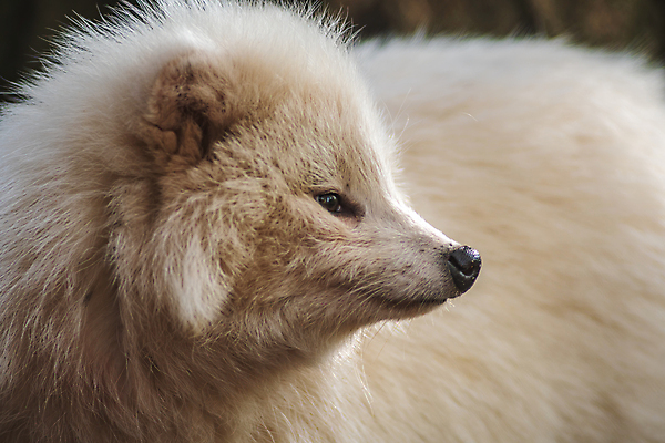포토 JPG 해외이미지 동물 척추동물 긴머리 응시 야생동물 겨울 포유류 자연 털 독일 동물원 서기 사람없음 야외 갈색 흰색 시골 개 숲 작음 수줍음 모피 집중 육식동물 육식 주둥이 노려봄 송곳니 내추럴 고립 동물상 해외포토 헤어스타일 시선 계절 감정 유럽 컬러 컨셉 모션 표정 조형물 치아 크기 생태계 파일형식 이미지허브