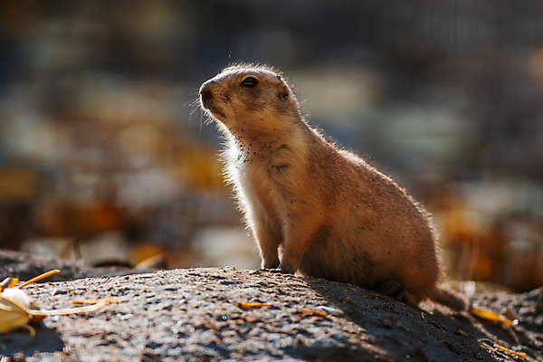 포토 JPG 해외이미지 동물 한마리 응시 야생동물 음식 모래 포유류 자연 털 동물원 서기 사람없음 야외 갈색 검은색 관찰 구멍 개 설치류 작음 모피 꼬리 다람쥐 먼지 내추럴 경보 동물상 땅바닥 해외포토 1 시선 컬러 모션 바닥 조형물 크기 생태계 파일형식 이미지허브