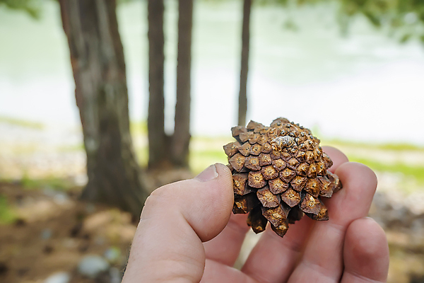 포토 JPG 해외이미지 나무 식물 손 계절 공원 남자 지구 여행 백그라운드 자연 아이디어 건조 씨앗 사람 사람없음 목재 갈색 환경 하이킹 터치 가을 잡기 소나무 닫기 중앙 숲 작음 수집 모험가 에코 생태계 솔방울 침엽수 전나무 원뿔 내추럴 삼림지대 해외포토 도형 공공시설 컬러 컨셉 재료 모션 레저 신체부위 크기 파일형식 이미지허브
