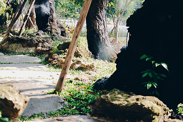 포토 JPG 해외이미지 나무 식물 공원 잎 자연 풍경 사람없음 야외 목재 여름 환경 정원 봄 성장 큼 공상 내추럴 옛날 해외포토 계절 공공시설 재료 크기 생태계 파일형식 이미지허브