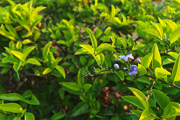포토 JPG 해외이미지 나무 식물 계절 꽃 줄기 백그라운드 컨셉 잎 자연 새로움 풍경 사람없음 야외 초록색 빛 정원 봄 성장 벚꽃 나뭇가지 신선 발사 묘사 상록수 녹색배경 내추럴 해외포토 컬러 생태계 파일형식 이미지허브