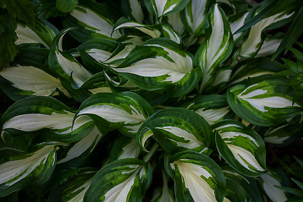 포토 JPG 해외이미지 나무 식물 계절 공원 꽃잎 꽃 백그라운드 잎 꽃무늬 자연 벽지 친절 풍경 사람없음 야외 초록색 여름 햇빛 뷰티 정원 봄 벚꽃 흰색 개화 소프트포커스 원예 질감 주인 내추럴 해외포토 공공시설 컬러 무늬 촬영기법 취미 태양 생태계 파일형식 이미지허브