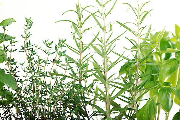 포토 JPG 해외이미지 잎 채소 파슬리 종류 사람없음 초록색 민트 허브 향신료 바질 로즈메리 백리향 세이지 오레가노 많음 해외포토 식물 컬러 컨셉 향미료 파일형식 이미지허브