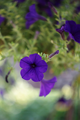 포토 JPG 해외이미지 식물 계절 꽃잎 꽃 행복 백그라운드 잎 꽃무늬 자연 하늘 휴가 매달리기 선물 사람없음 야외 장식 초록색 여름 빛 햇빛 일출 정원 보라색 봄 활발 수확 벚꽃 시골 축하 신선 개화 오스트리아 원예 복고 보케 양귀비 많음 해외포토 감정 유럽 컬러 컨셉 무늬 농업 모션 취미 태양 노을 생태계 파일형식 이미지허브