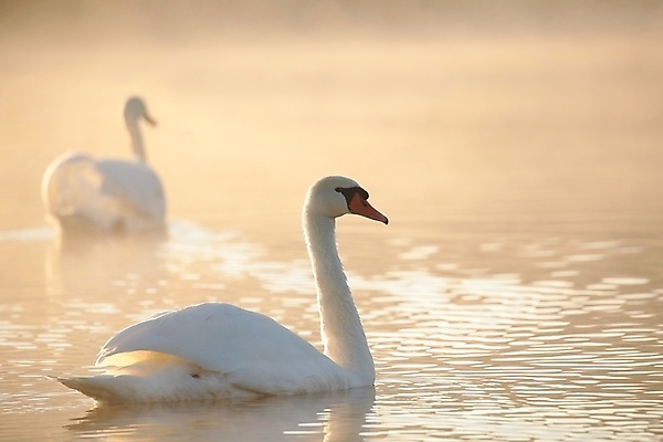 포토 JPG 해외이미지 주간 호수 두마리 사람없음 야외 백조 해외포토 자연요소 2 조류 파일형식 이미지허브
