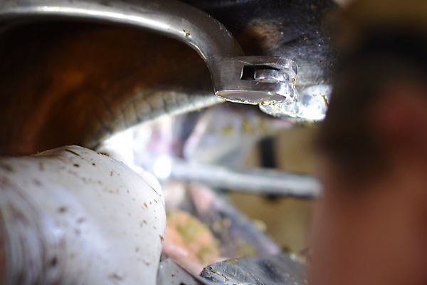 포토 JPG 해외이미지 동물 손 장갑 포유류 손가락 사람없음 치료 장미 갈색 금속 입 닫기 치아 혀 수의사 송곳 스테인레스 해외포토 잡화 꽃 컬러 의학 모션 재질 신체부위 의사 소화기관 파일형식 이미지허브