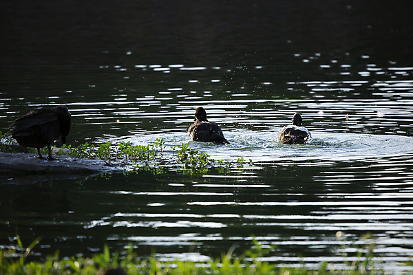 포토 JPG 해외이미지 동물 1 커플 호수 야생동물 과학 백그라운드 2 자연 조류 표면 생물 오리 서기 사람없음 야외 가로 물 환경 젖음 다양 쌍 황무지 떨어짐 보호 땅 깃털 생태계 생물학 물새 서식지 리빙 몸단장 동물상 민물 생태학 잔물결 해외포토 자연요소 교육 물결 다수 컨셉 관계 모션 조형물 파일형식 이미지허브