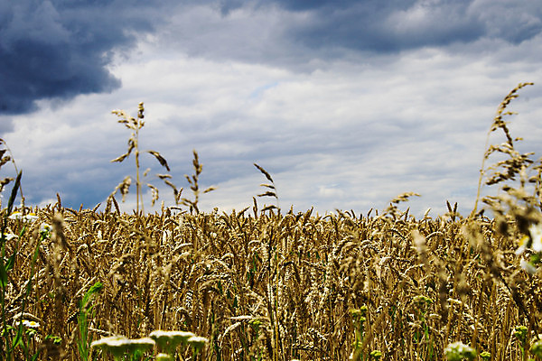 포토 JPG 해외이미지 식물 구름 음식 빵 줄기 백그라운드 밭 농업 자연 하늘 건조 옥수수 미술 씨앗 풍경 사람없음 야외 가로 여름 파란색 농작물 햇빛 태양 뷰티 농장 노란색 일출 맑음 황혼 일몰 수확 성장 가을 시골 황금 저녁 낟알 시리얼 밀 보리 귀 밀짚 숙성 호밀 수평선 해외포토 자연요소 계절 산업 컬러 날씨 문화예술 곡류 신체부위 노을 짚 야간 생태계 파일형식 이미지허브