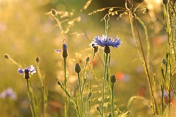 포토 JPG 해외이미지 식물 꽃잎 꽃 줄기 백그라운드 꽃무늬 밭 농업 자연 사람없음 야외 파란색 빛 컬러풀 햇빛 태양 뷰티 일출 환경 정원 맑음 보라색 일몰 봄 새벽 활발 들꽃 성장 벚꽃 시골 신선 개화 제비꽃 묘사 꽃가루 내추럴 수레국화 많음 해외포토 자연요소 계절 산업 컬러 컨셉 무늬 날씨 노을 가루 생태계 파일형식 이미지허브