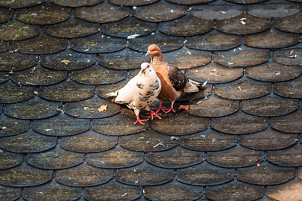 포토 JPG 해외이미지 동물 공원 종교 야생동물 날개 자연 조류 거리 사랑 서기 앉기 사람없음 야외 컬러풀 뷰티 평화 희망 자유 우아함 닫기 깃털 묘사 비둘기 부리 내추럴 동물상 무료 해외포토 공공시설 감정 컬러 컨셉 모션 조형물 생태계 파일형식 이미지허브
