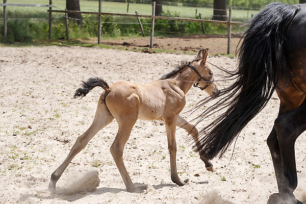포토 JPG 해외이미지 동물 어린이 모래 포즈 백그라운드 이동 밭 포유류 모션 자연 하늘 엄마 소년 사람없음 야외 초록색 여름 달리기 농장 갈색 머리 맑음 목장 자유 시골 신생아 신용카드 승마 크림 조랑말 망아지 기르기 방목장 해외포토 계절 남자 새끼 스포츠 컬러 컨셉 농업 가족 날씨 사람 신체부위 금융 아기 말_동물 생태계 돌봄 파일형식 이미지허브