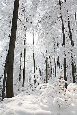 포토 JPG 해외이미지 나무 식물 계절 공원 크리스마스 겨울 자연 아침 날씨 사람없음 야외 빛 햇빛 태양 뷰티 일출 환경 맑음 냉동 얼음 추위 백발 흰색 나뭇가지 눈송이 황무지 숲 12월 서리 마법 반투명 삼림지대 눈내림 해외포토 주간 자연요소 헤어스타일 공공시설 기념일 컬러 눈_날씨 노을 날짜 생태계 파일형식 이미지허브