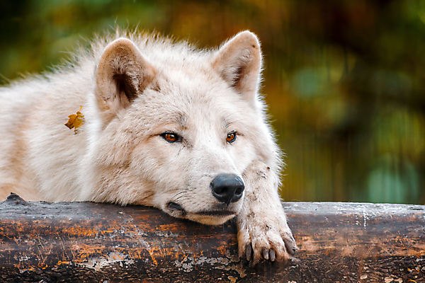 포토 JPG 해외이미지 주간 한마리 야생동물 엎드리기 사람없음 야외 아웃포커스 늑대 북극늑대 해외포토 자연요소 동물 1 포유류 모션 촬영기법 파일형식 이미지허브