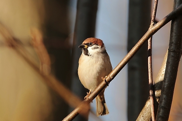 포토 JPG 해외이미지 나무 응시 계절 공원 유럽 야생동물 백그라운드 날개 노래 자연 조류 아침 사람없음 야외 옆모습 빛 컬러풀 햇빛 갈색 머리 환경 새벽 활발 가을 나뭇가지 숲 깃털 묘사 부리 참새 서식지 내추럴 해외포토 주간 자연요소 식물 동물 시선 공공시설 나라 음악 뷰포인트 컬러 컨셉 신체부위 태양 생태계 파일형식 이미지허브
