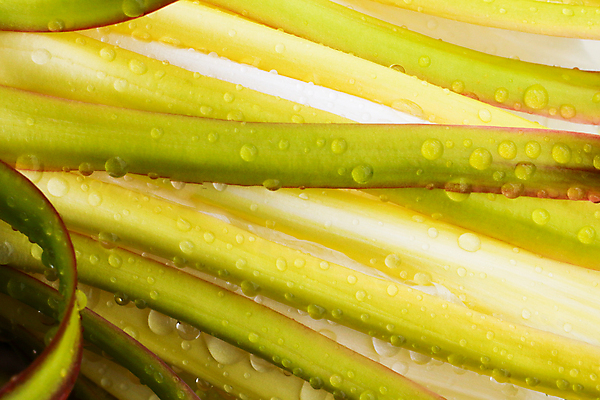 포토 JPG 해외이미지 나무 식물 음식 분홍색 잎 농업 과일 비즈니스 자연 선인장 건강 종류 사람없음 야외 빨간색 초록색 경제 농작물 농장 정원 농사 맑음 수확 성장 용 시골 신선 달콤 유기농 날것 내추럴 밭일 숙성 많음 해외포토 웰빙 산업 컬러 컨셉 날씨 맛 생태계 파일형식 이미지허브