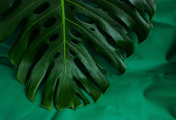 포토 JPG 해외이미지 나무 식물 디자인 줄기 백그라운드 컨셉 잎 꽃무늬 패턴 곡선 자연 벽지 손바닥 사람없음 장식 초록색 유행 우주 정원 봄 나뭇가지 신선 신용카드 닫기 정상 꽃집 질감 내추럴 고립 이국적 미니멀 해외포토 손 계절 꽃 선 컬러 무늬 모션 금융 상점 생태계 파일형식 이미지허브