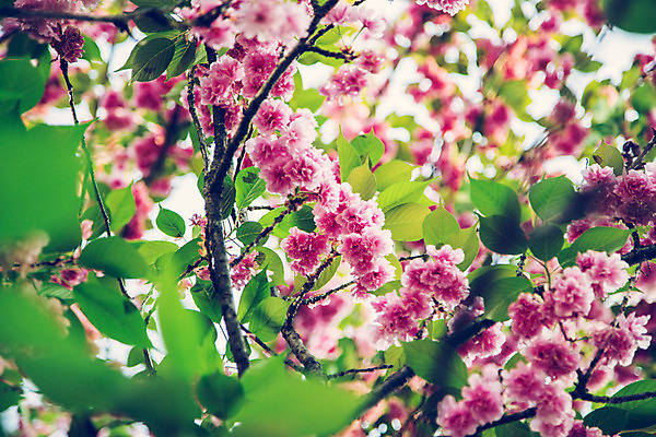 포토 JPG 해외이미지 디자인 계절 여자 꽃 선 분홍색 꽃무늬 자연 휴가 휴식 부활절 건강 사람없음 뷰티 유행 맑음 스파 봄 화장품 벚꽃 흰색 나뭇가지 개화 체리 피부관리 엽서 돌봄 위생관리 해외포토 나무 식물 기념일 컬러 컨셉 무늬 과일 모션 날씨 관리 사람 편지 생태계 파일형식 이미지허브