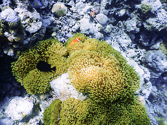 포토 JPG 해외이미지 바다 백그라운드 사람없음 햇빛 자연백그라운드 아네모네 해외포토 꽃 자연 태양 파일형식 이미지허브