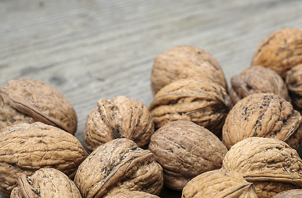 포토 JPG 해외이미지 식물 건축물 음식 백그라운드 밭 과일 자연 실내 사람없음 목재 갈색 회색 견과류 껍질 주름 널 낟알 오브젝트 질감 호두 나무껍질 결 내추럴 구김 깊이 캡모자 해외포토 나무 모자_잡화 건축 컬러 무늬 농업 재료 모션 내부 생태계 파일형식 이미지허브