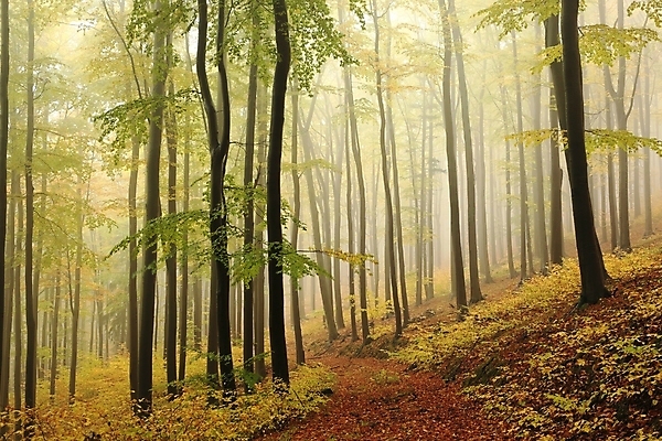 포토 JPG 해외이미지 나무 식물 계절 공원 유럽 길 백그라운드 단풍 낙엽 잎 오렌지 자국 자연 날씨 풍경 사람없음 야외 빨간색 컬러풀 노란색 환경 침묵 활발 하이킹 안개 가을 나뭇가지 황무지 황금 숲 신비 마법 10월 내추럴 뿌연 삼림지대 해외포토 공공시설 나라 컬러 컨셉 과일 레저 소리 날짜 생태계 파일형식 이미지허브