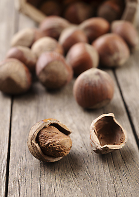 포토 JPG 해외이미지 재료 실내 사람없음 개암나무 헤이즐넛 개암 해외포토 나무 열매 내부 견과류 파일형식 이미지허브