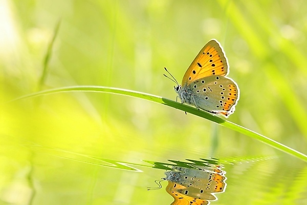 포토 JPG 해외이미지 꽃 야생동물 나비 곤충 백그라운드 밭 신체 날개 오렌지 자연 아침 안테나 풍경 사람없음 야외 초록색 여름 빛 컬러풀 햇빛 태양 뷰티 머리 환경 일몰 봄 새벽 활발 신선 묘사 생물학 나방 내추럴 강렬 취급주의 해외포토 주간 자연요소 식물 동물 계절 교육 컬러 컨셉 농업 과일 통신 경고 신체부위 노을 생태계 파일형식 이미지허브