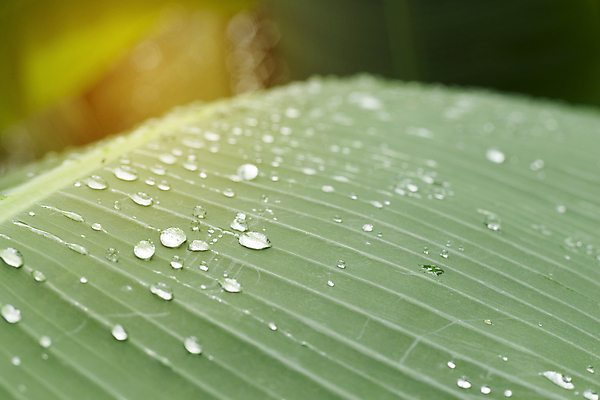 포토 JPG 해외이미지 식물 백그라운드 잎 패턴 자연 바나나 사람없음 초록색 물 여름 환경 정원 봄 젖음 성장 물방울 신선 떨어짐 이슬 질감 내추럴 해외포토 자연요소 계절 컬러 컨셉 무늬 과일 생태계 파일형식 이미지허브