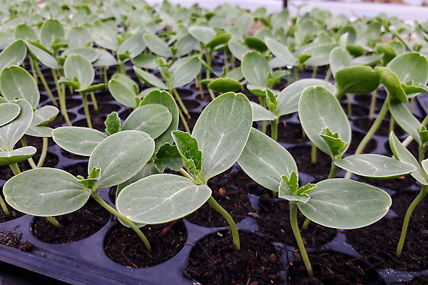 포토 JPG 해외이미지 나무 식물 음식 백그라운드 컨셉 잎 밭 농업 채소 과일 자연 새로움 수박 건강 씨앗 사람없음 초록색 농장 새싹 환경 정원 흙 봄 성장 신선 작음 유기농 원예 내추럴 땅바닥 모종 밭일 생태학 해외포토 웰빙 계절 교육 산업 컬러 바닥 취미 크기 생태계 파일형식 이미지허브