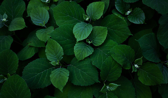 포토 JPG 해외이미지 나무 식물 계절 공원 꽃잎 꽃 백그라운드 잎 꽃무늬 자연 벽지 친절 풍경 사람없음 야외 초록색 여름 햇빛 뷰티 정원 봄 벚꽃 흰색 개화 소프트포커스 원예 질감 주인 내추럴 해외포토 공공시설 컬러 무늬 촬영기법 취미 태양 생태계 파일형식 이미지허브