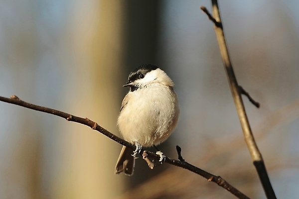 포토 JPG 해외이미지 나무 계절 공원 유럽 야생동물 노래 자연 조류 하늘 아침 사람없음 빛 컬러풀 햇빛 머리 환경 검은색 새벽 활발 회색 나뭇가지 습지 숲 깃털 묘사 부리 서식지 내추럴 해외포토 주간 자연요소 식물 동물 공공시설 나라 음악 컬러 컨셉 신체부위 태양 생태계 파일형식 이미지허브