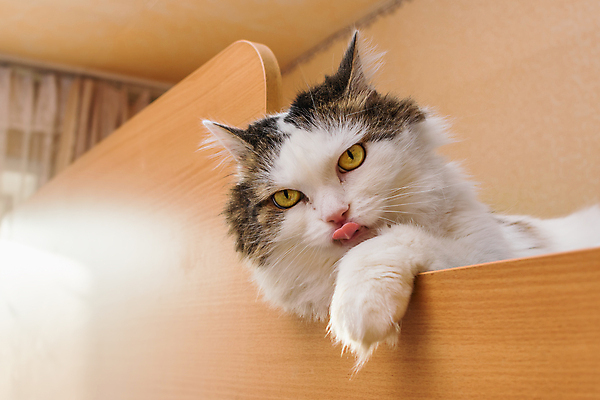 포토 JPG 해외이미지 동물 라이프스타일 응시 감정 얼굴 오렌지 포유류 가족 휴식 친절 털 사랑 취미 사람없음 빛 반려동물 머리 고양이 기쁨 방 분노 흰색 아기 찡그림 작음 혀 시력 귀 육식동물 솜털 알레르기 돌봄 총구 효과 해외포토 시선 컬러 컨셉 과일 관계 모션 표정 사람 생활 신체부위 입 질병 크기 파일형식 이미지허브