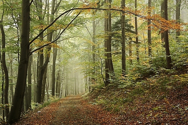 포토 JPG 해외이미지 나무 계절 공원 길 여행 단풍 낙엽 잎 자국 자연 날씨 사람없음 야외 초록색 환경 침묵 활발 하이킹 안개 나뭇가지 황무지 숲 신비 오솔길 공상 마법 뿌연 삼림지대 해외포토 식물 공공시설 컬러 컨셉 레저 소리 생태계 파일형식 이미지허브