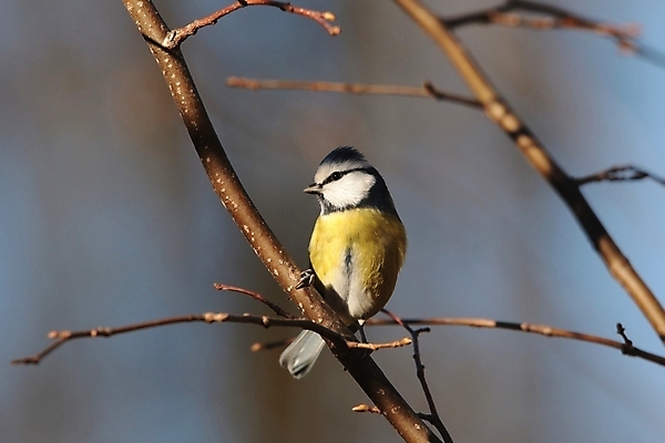 포토 JPG 해외이미지 나무 응시 공원 유럽 야생동물 날개 자연 조류 하늘 아침 사람없음 파란색 컬러풀 햇빛 노란색 머리 환경 맑음 새벽 활발 가을 나뭇가지 숲 깃털 묘사 부리 서식지 내추럴 해외포토 주간 자연요소 식물 동물 시선 계절 공공시설 나라 컬러 컨셉 날씨 신체부위 태양 생태계 파일형식 이미지허브