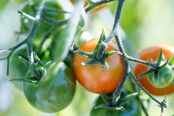 포토 JPG 해외이미지 식물 계절 음식 밭 농업 다이어트 토마토 채소 과일 사람없음 초록색 정원 수확 나뭇가지 신선 체리 맛 다발 유기농 원예 내추럴 밭일 숙성 심기 영양분 채식주의자 해외포토 나무 웰빙 산업 컬러 컨셉 모션 건강 취미 채식 파일형식 이미지허브