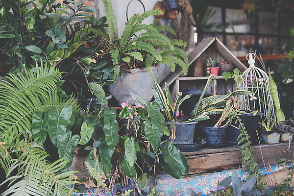 포토 JPG 해외이미지 나무 식물 잎 자연 주택 실내 사람없음 내부 장식 초록색 환경 정원 내추럴 양치류 해외포토 컬러 건물 생태계 파일형식 이미지허브