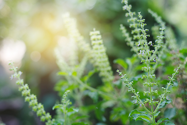포토 JPG 해외이미지 식물 음식 백그라운드 다이어트 채소 재료 태국 자연 건강 요리 동양인 사람없음 목재 초록색 식사 흰색 신선 허브 향신료 유기농 매움 신성 향 바질 내추럴 고립 채식주의자 해외포토 나무 웰빙 아시아 컬러 인종 맛 생태계 채식 향미료 파일형식 이미지허브