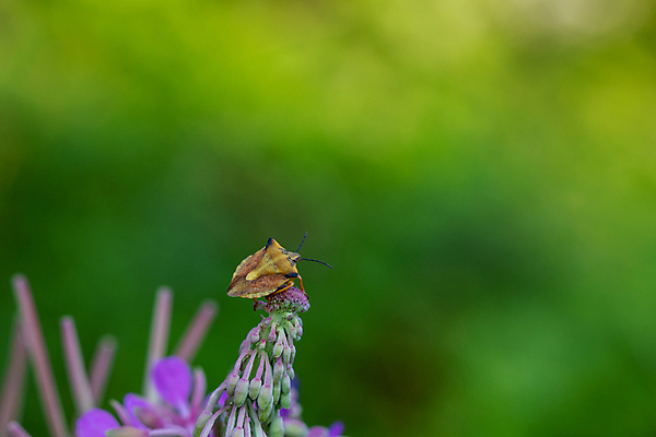 포토 JPG 해외이미지 식물 동물 열매 꽃 유럽 야생동물 음식 곤충 꽃무늬 날개 자연 독일 사람없음 빨간색 초록색 여름 컬러풀 노란색 정원 봄 벚꽃 개화 닫기 꿀벌 벌 생물학 보케 꿀 고립 동물상 해외포토 계절 교육 나라 컬러 무늬 모션 조형물 벌_곤충 생태계 파일형식 이미지허브
