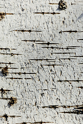 포토 JPG 해외이미지 나무 근접촬영 사람없음 목재 흰색 질감 카피스페이스 해외포토 식물 뷰포인트 컬러 재료 공백 파일형식 이미지허브