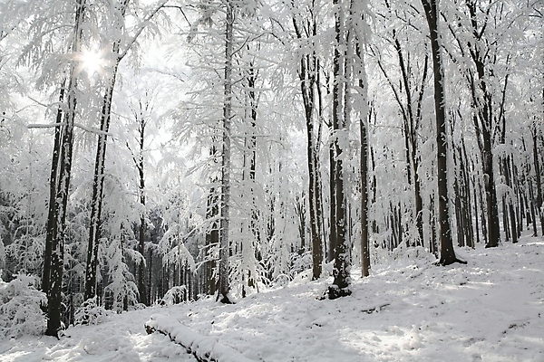 포토 JPG 해외이미지 나무 식물 계절 공원 길 여행 크리스마스 겨울 자연 아침 풍경 사람없음 야외 빛 햇빛 태양 평화 맑음 냉동 얼음 꿈 하이킹 추위 백발 흰색 나뭇가지 눈송이 황무지 숲 시원함 12월 서리 마법 삼림지대 제설기 눈내림 해외포토 주간 자연요소 헤어스타일 공공시설 기념일 컬러 컨셉 레저 날씨 눈_날씨 날짜 생태계 제설 파일형식 이미지허브