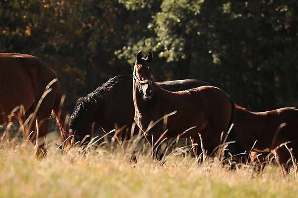 포토 JPG 해외이미지 나무 응시 계절 실루엣 유럽 백그라운드 밭 포유류 자연 아침 사람없음 야외 빛 컬러풀 햇빛 태양 뷰티 농장 갈색 머리 일출 일몰 새벽 자녀 시골 먹이 방목 장면 갈기 조랑말 내추럴 망아지 해외포토 주간 자연요소 식물 동물 시선 나라 새끼 컬러 농업 촬영기법 신체부위 노을 말_동물 축산업 생태계 파일형식 이미지허브