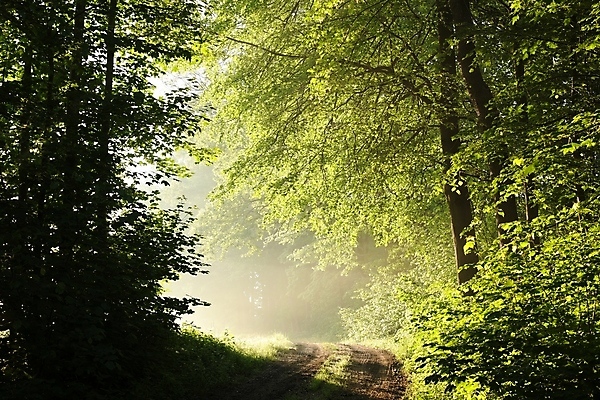 포토 JPG 해외이미지 나무 공원 도로 길 여행 백그라운드 낙엽 잎 자국 자연 아침 풍경 사람없음 야외 초록색 여름 빛 햇빛 태양 일출 환경 맑음 일몰 봄 하이킹 안개 광선 나뭇가지 시골 신선 숲 오솔길 공상 마법 방법 뿌연 해외포토 주간 자연요소 식물 계절 공공시설 컬러 교통시설 레저 날씨 노을 생태계 파일형식 이미지허브